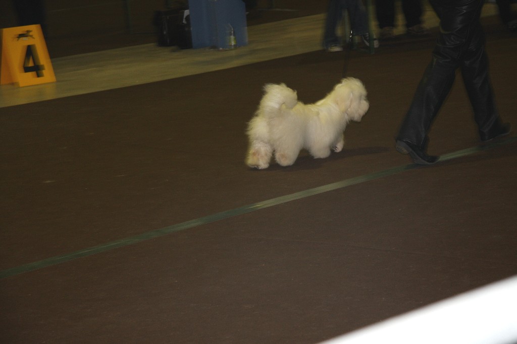 Eden en classe Puppy au Luxembourg Eden en classe Puppy au Luxembourg